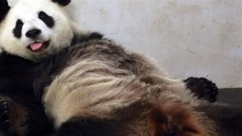D­o­ğ­u­m­d­a­ ­y­o­r­u­l­a­n­ ­p­a­n­d­a­ ­b­a­y­ı­l­d­ı­